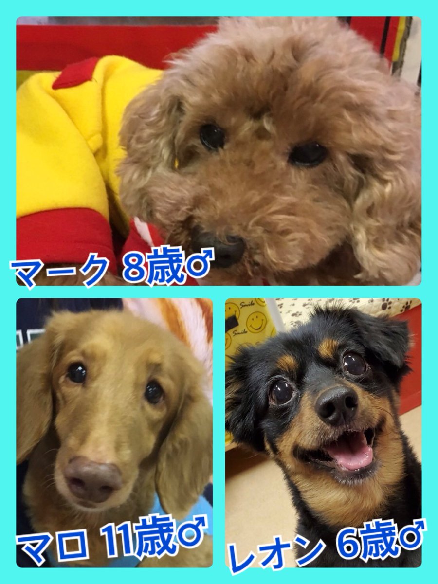 🐾今日の里親様募集中ワンコ🐶メンバーです🐾2019,11,17